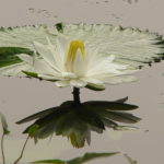 DSC01005